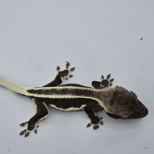 릴잔틱 슈퍼스트라이프