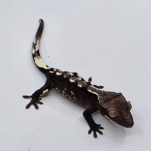 Axanthic White Porthole White Pin