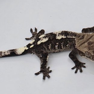 Sable Axanthic White