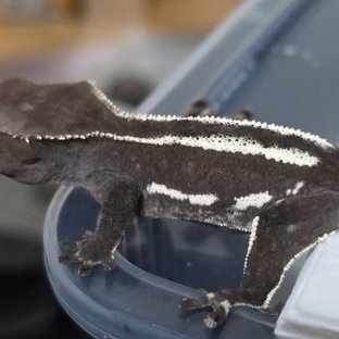 Axanthic Pinstripe White Black