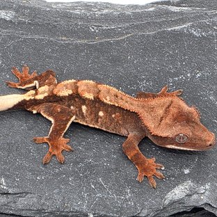 Chocho White Porthole White Spot