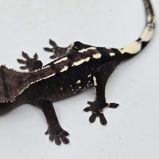 Axanthic White Spot White Porthole