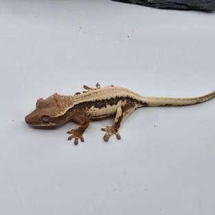 Sable Lilly 100% Het Axanthic