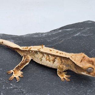 100% Het Chocho Drippy