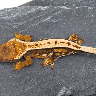 White Pin Tangerine Full Pinstripe