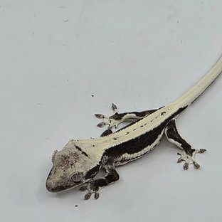 Lilly Axanthic