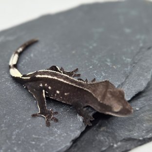 아잔틱 화이트핀