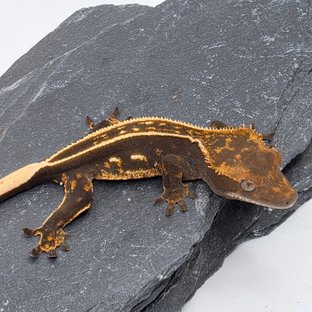 100% Het Axanthic Empty Back Full Pinstripe