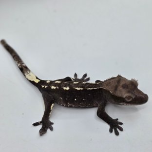 아잔틱 화이트포트홀 화이트스팟