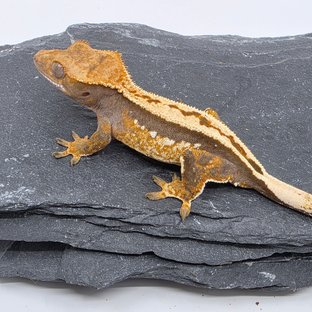 100% Het Axanthic Empty Back Full Pinstripe