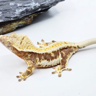 헤라 헷릴잔