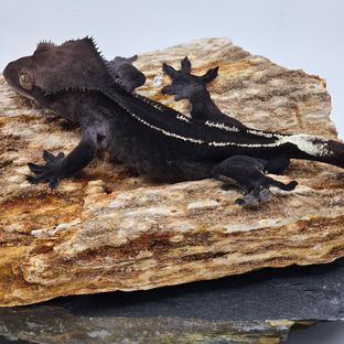 Axanthic White Pin