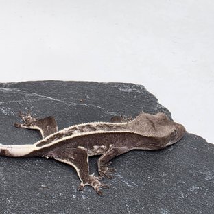 Axanthic Full Pinstripe Quad White