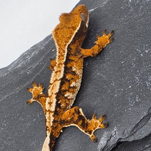 White Crown White Pin Tangerine Tri