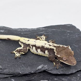 Sable LW Sable Axanthic Lilly Axanthic