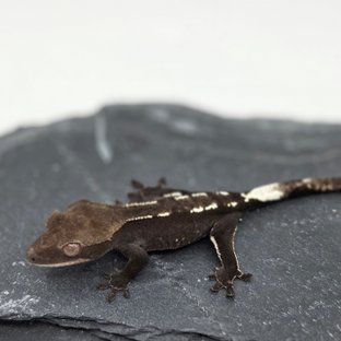 아잔틱 화이트핀