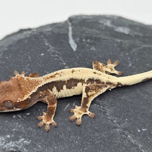 100%헷아잔틱 릴리 세이블