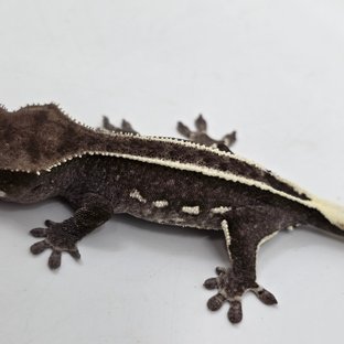 Axanthic White Pin White Spot Pinstripe