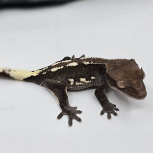 White Porthole White Spot Axanthic