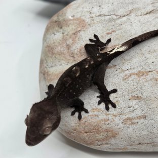 아잔틱