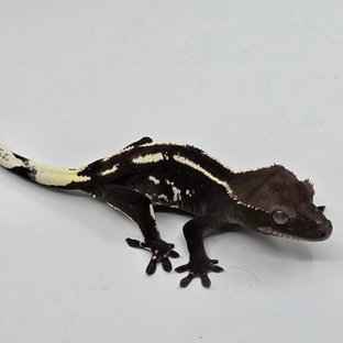 Axanthic White Pin