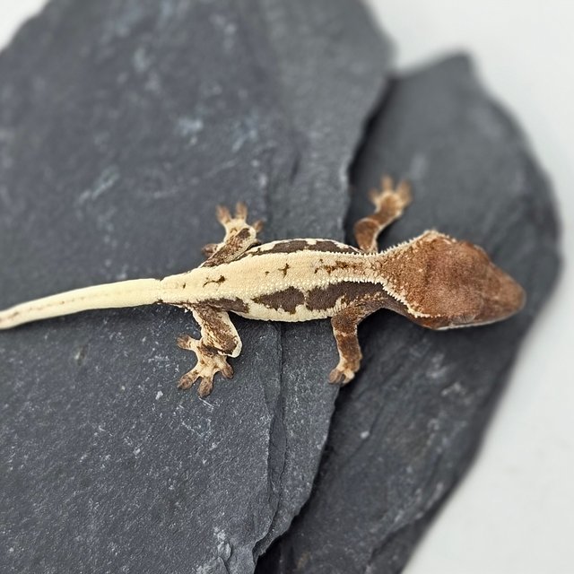 100%헷아잔틱 릴리 세이블