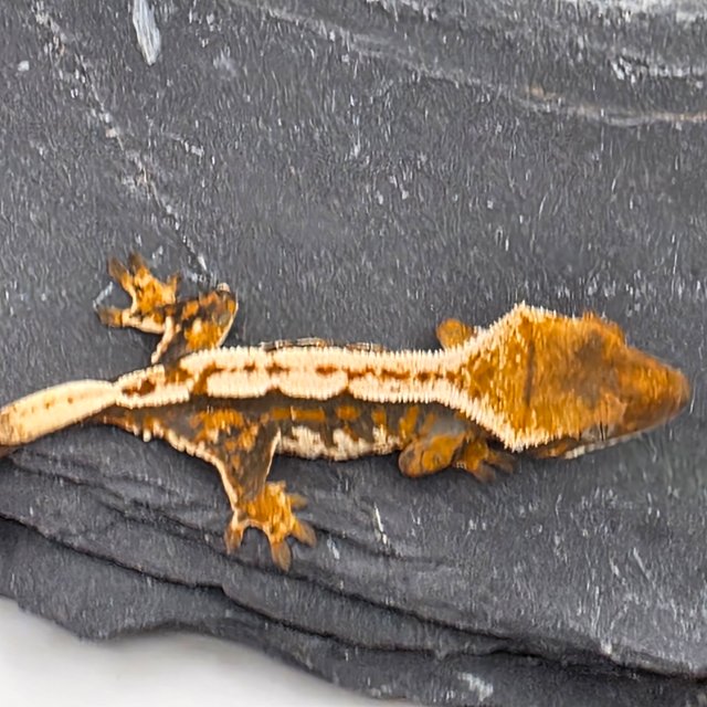 Tri Tangerine White Pin Full Pinstripe