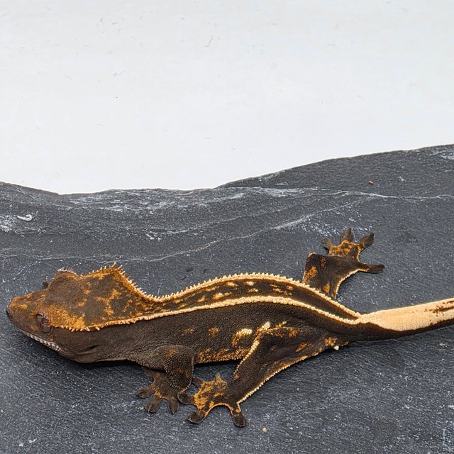 100% Het Axanthic Empty Back Full Pinstripe