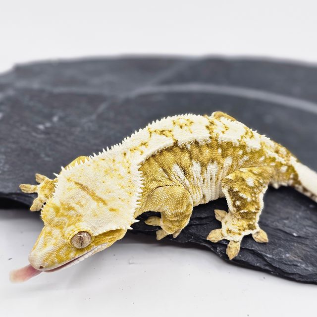 White Porthole White Spot Creamsicle