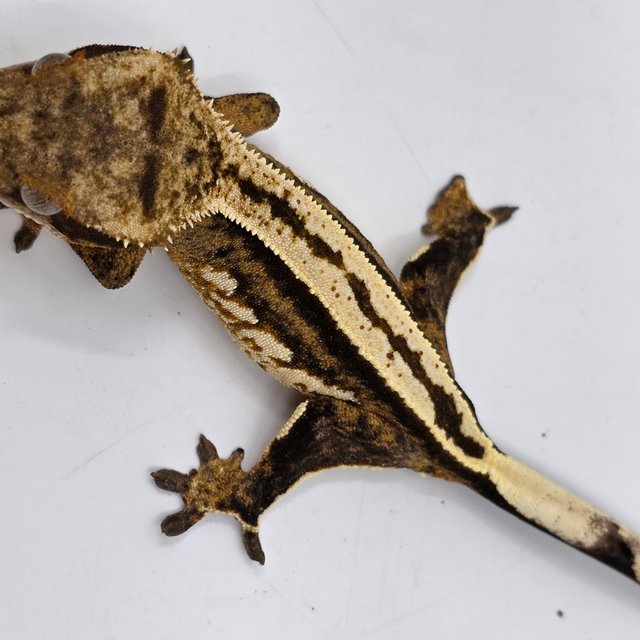 100% Het Axanthic Super Stripe Empty Back
