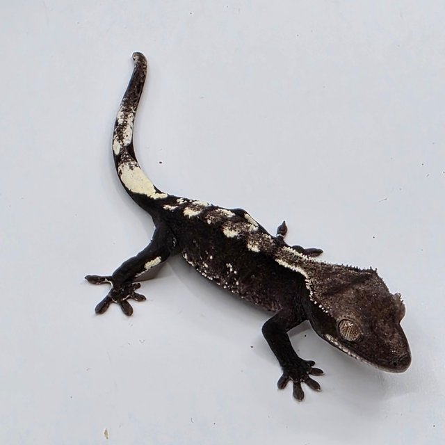 White Spot Axanthic White Porthole