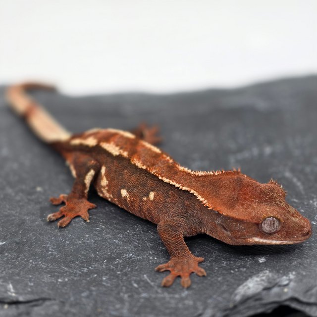 초초 화이트포트홀 화이트스팟 화이트핀