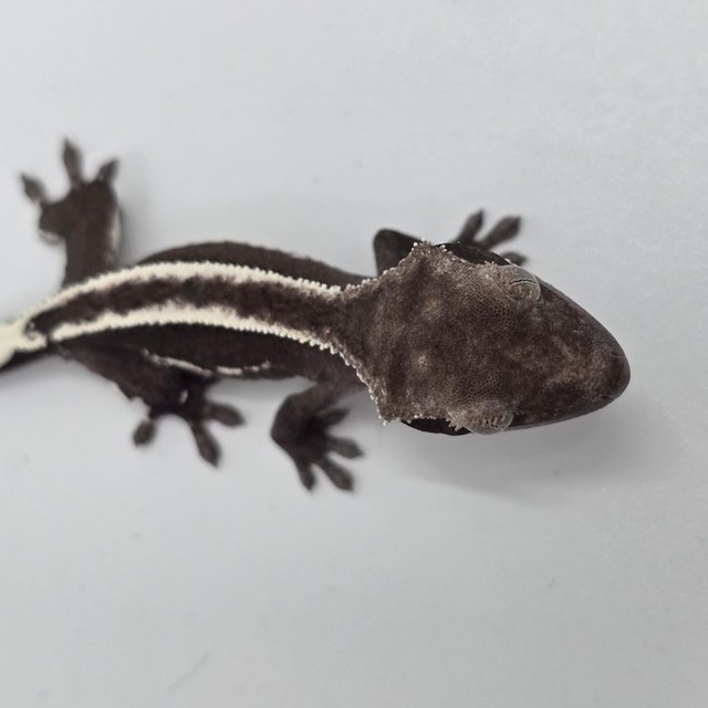 Empty Back White Pin Axanthic