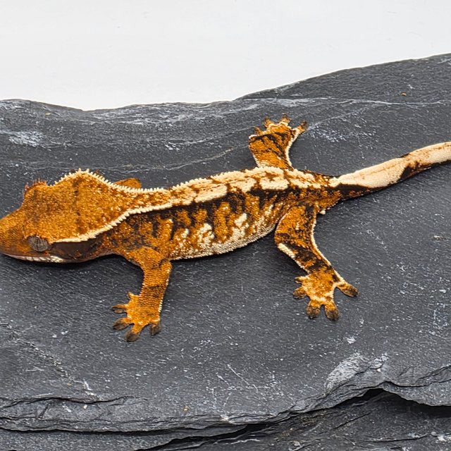 화이트크라운 화이트핀 텐저린 트라이