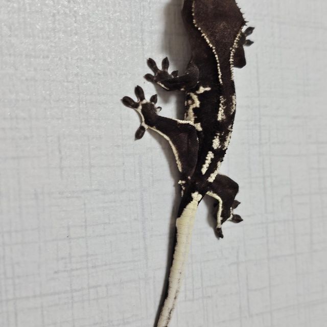 릴잔틱