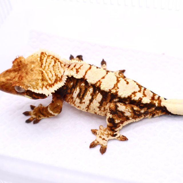 Tri White Pin Extreme Harlequin White