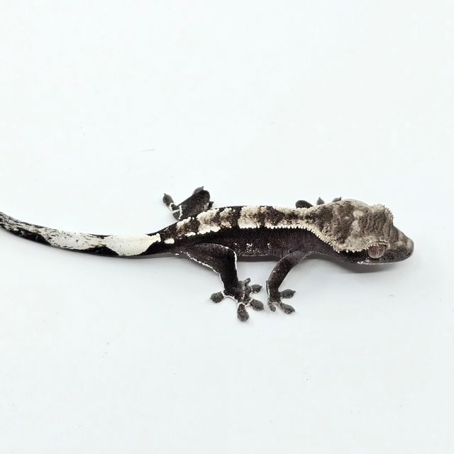 아잔틱
