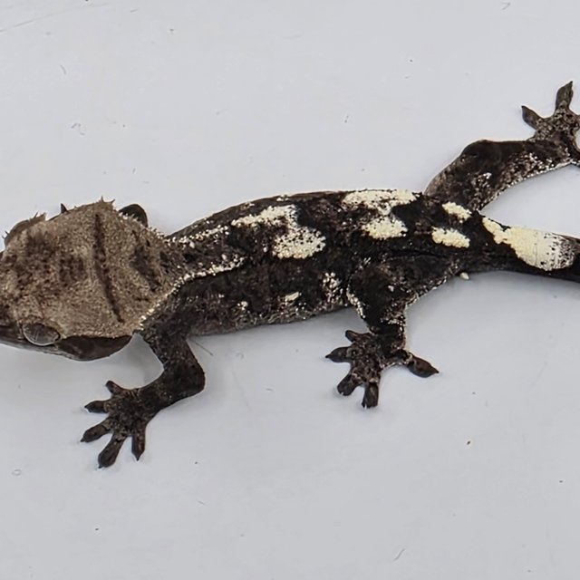 세이블 아잔틱 화이트