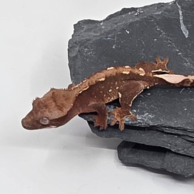 초초 화이트스팟