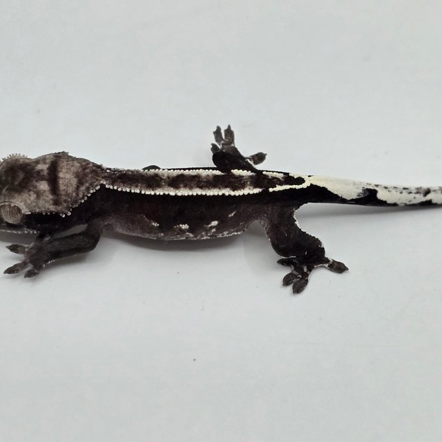 Axanthic White Pin