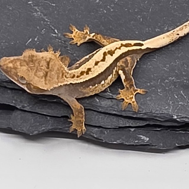 100% Het Axanthic Empty Back Super Stripe