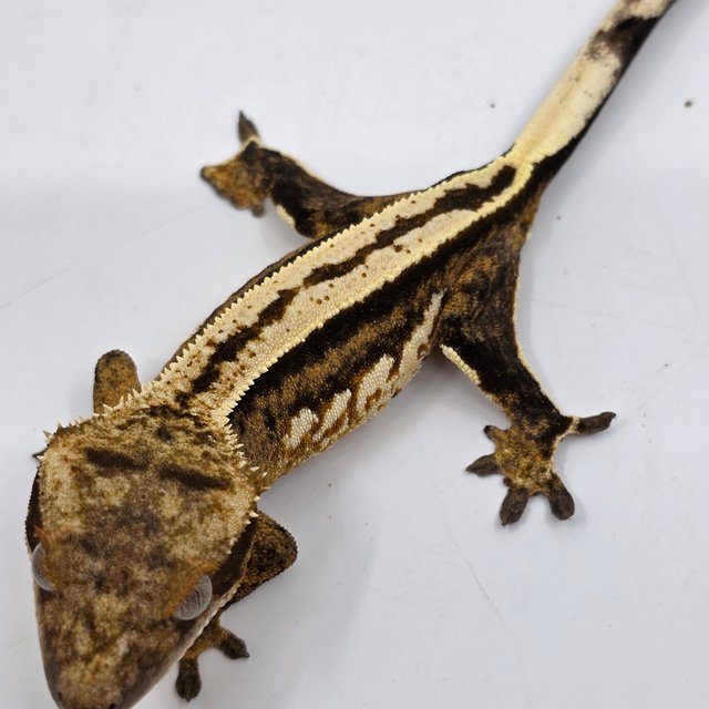 100% Het Axanthic Super Stripe Empty Back