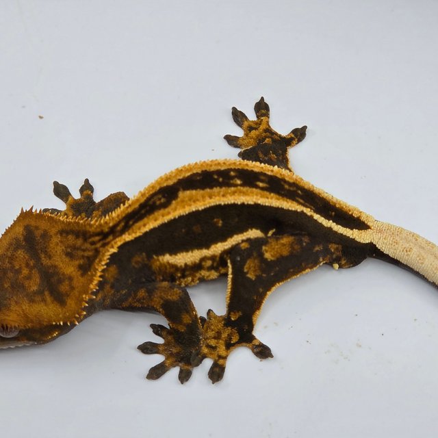 Super Stripe Empty Back Full Pinstripe