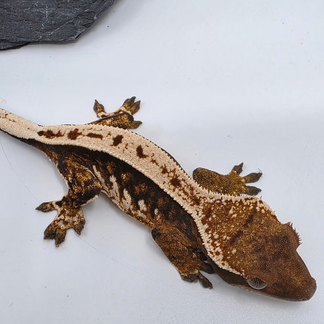 White Pin Tangerine Full Pinstripe