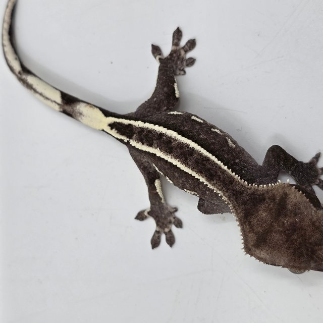 Pinstripe White Pin White Spot Axanthic