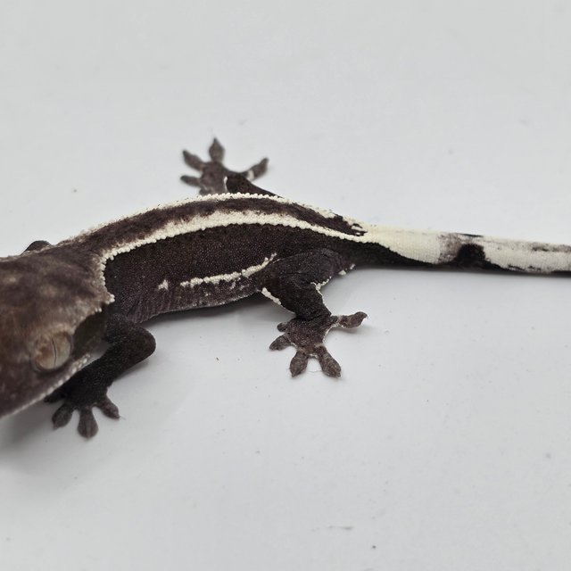 Empty Back White Pin Axanthic