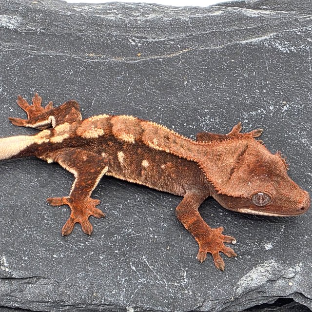 초초 화이트포트홀 화이트스팟