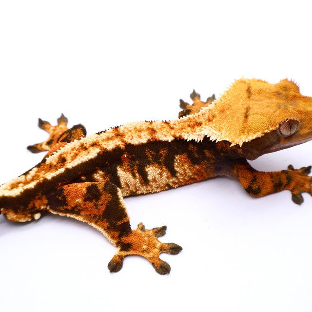 트라이 텐저린 바브