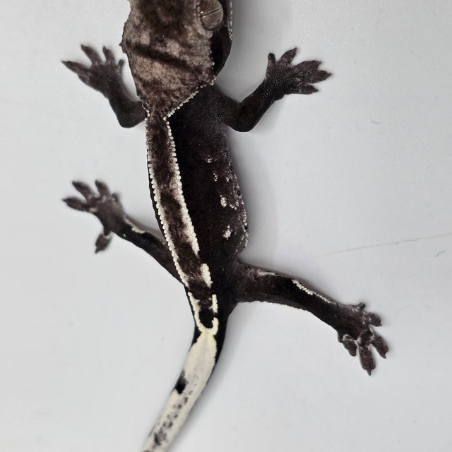 Axanthic White Pin