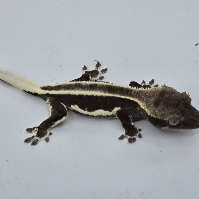 릴잔틱 슈퍼스트라이프